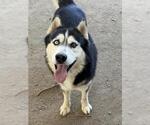 Small Photo #2 Siberian Husky Puppy For Sale in Riverside, CA, USA