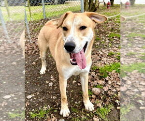 Bunny - Male Labrador Retriever-Unknown Mix Dog for Adoption - Photo #5