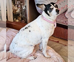 Jax (WA) - Male Rat Terrier Dog for Adoption - Photo #3