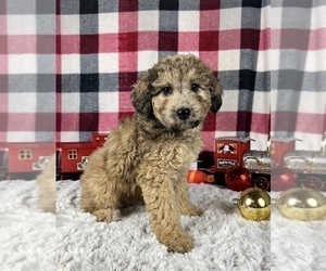 Poodle (Miniature) Puppy for Sale in GREENWOOD, Indiana USA