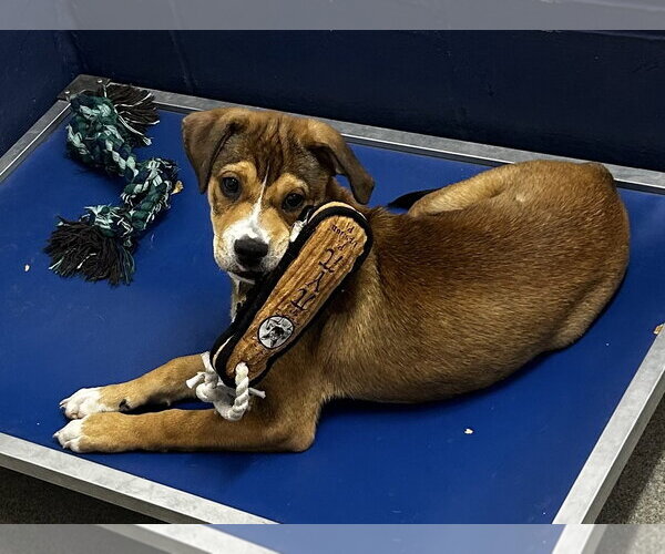 Medium Photo #1 Boxer-Unknown Mix Puppy For Sale in Sterling, MA, USA