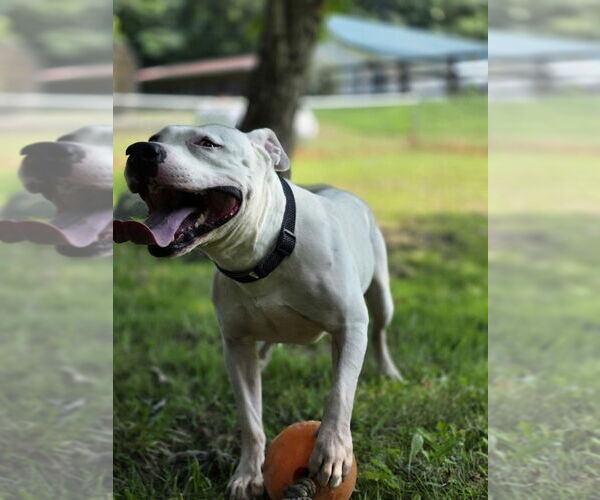 Medium Photo #1 American Pit Bull Terrier-Unknown Mix Puppy For Sale in Osgood, IN, USA