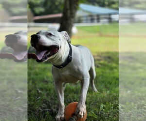 American Pit Bull Terrier-Unknown Mix Dogs for adoption in Osgood, IN, USA