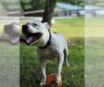 Small American Pit Bull Terrier Mix