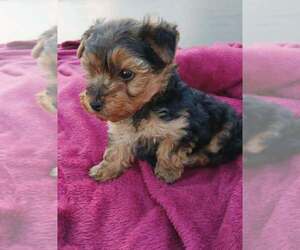 Yorkshire Terrier Puppy for sale in MURRIETA, CA, USA