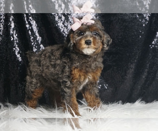 Medium Photo #4 Poodle (Toy) Puppy For Sale in WARSAW, IN, USA