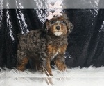 Small #3 Poodle (Toy)
