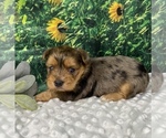 Small #6 Shorkie Tzu