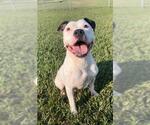 Small #2 Staffordshire Bull Terrier