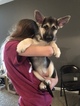 Small Photo #21 German Shepherd Dog Puppy For Sale in BARTLETTSVILLE, IN, USA