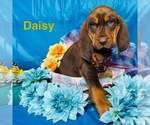 Puppy Daisy Bloodhound