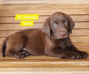 Medium Labrador Retriever