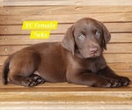 Puppy Chocolate YC Labrador Retriever