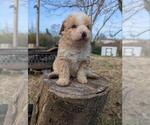 Small #9 Aussiedoodle Miniature 