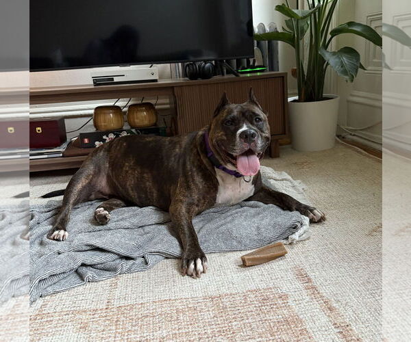 Medium Photo #4 Mutt Puppy For Sale in Philadelphia, PA, USA