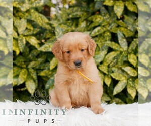 Golden Retriever Puppy for sale in NEW HOLLAND, PA, USA