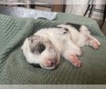 Small Photo #3 Australian Shepherd Puppy For Sale in YADKINVILLE, NC, USA