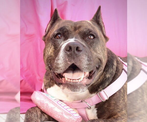 Medium Photo #27 Mutt Puppy For Sale in Philadelphia, PA, USA