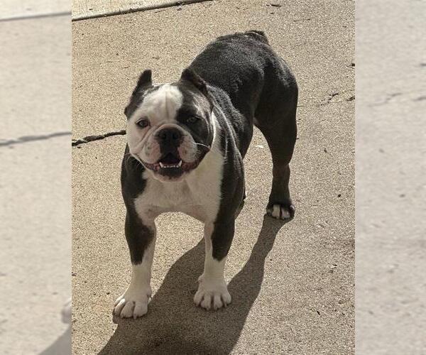 Medium Photo #1 Faux Frenchbo Bulldog Puppy For Sale in Camarillo, CA, USA