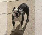 Small Faux Frenchbo Bulldog