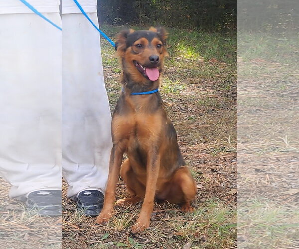 Medium Photo #3 Mutt Puppy For Sale in Wetumpka, AL, USA