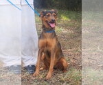 Small #2 Mutt