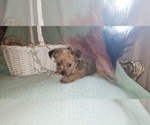 Small Photo #57 Shorkie Tzu Puppy For Sale in NEVADA, TX, USA