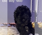 Puppy Milo Cockapoo (Miniature)