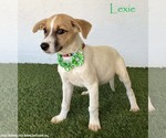 Small Jack Russell Terrier Mix