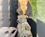 Small Photo #8 Australian Labradoodle Puppy For Sale in STAR, ID, USA