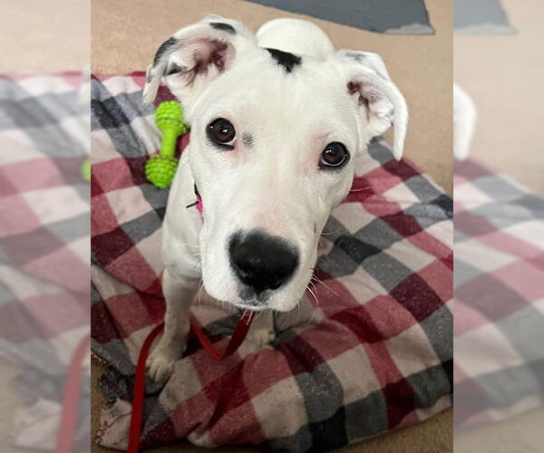 Medium Photo #3 Mutt Puppy For Sale in Lake Wylie, SC, USA