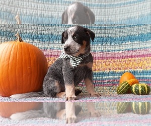 Australian Cattle Dog Puppy for sale in LANCASTER, PA, USA