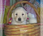 Small #2 English Cream Golden Retriever