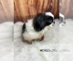 Small #3 Pekingese