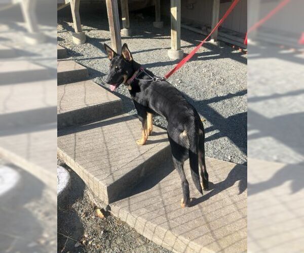 Medium Photo #4 German Shepherd Dog Puppy For Sale in Cupertino, CA, USA