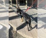 Small #3 German Shepherd Dog