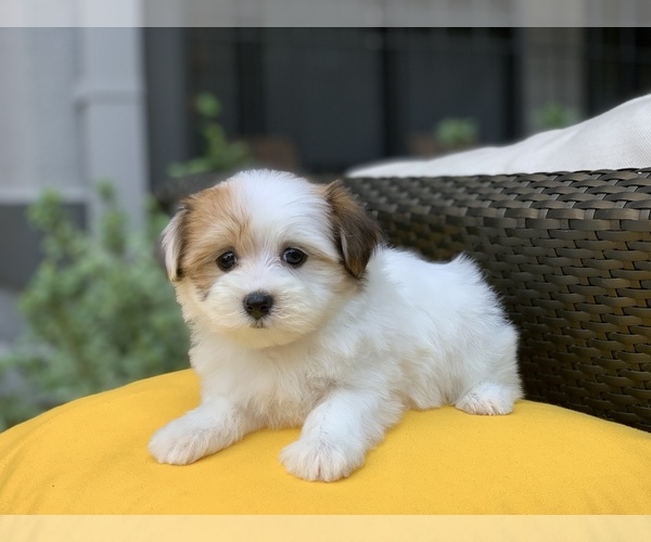 Medium Photo #8 Havanese Puppy For Sale in HOUSTON, TX, USA
