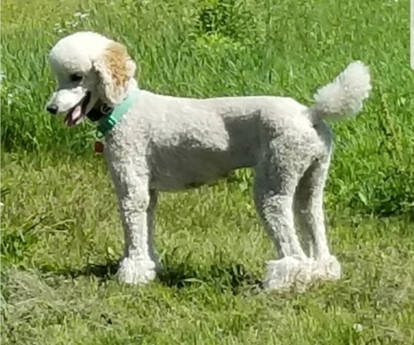 Medium Photo #1 Poodle (Standard) Puppy For Sale in CANNON FALLS, MN, USA