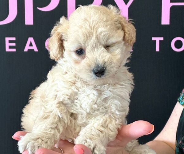 Medium Photo #6 Maltipoo Puppy For Sale in LAS VEGAS, NV, USA