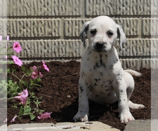 Medium Photo #1 Dalmatian Puppy For Sale in FREDERICKSBURG, OH, USA