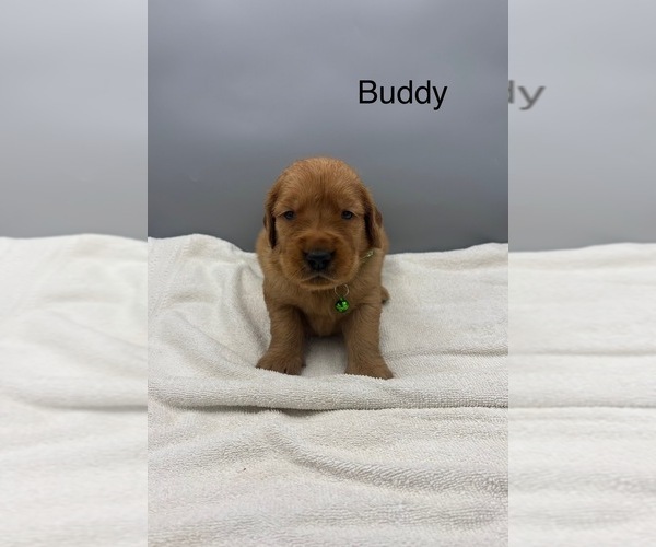 Medium Photo #5 Golden Retriever Puppy For Sale in FREDERICKSBG, OH, USA
