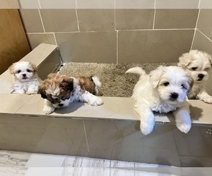 Maltipoo Puppy for sale in FRESNO, CA, USA