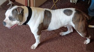 Father of the American Bulldog puppies born on 06/22/2017