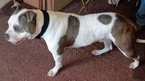 Small Photo #1 American Bulldog Puppy For Sale in NEVADA, MO, USA