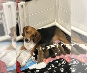 Beabull-Beagle Mix Puppy for Sale in HILLSBOROUGH, New Jersey USA