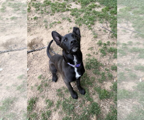 Medium Photo #4 Australian Kelpie-Unknown Mix Puppy For Sale in Boston, MA, USA