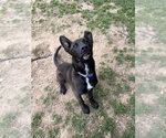 Small #3 Australian Kelpie Mix