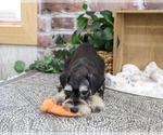 Small #6 Schnauzer (Miniature)