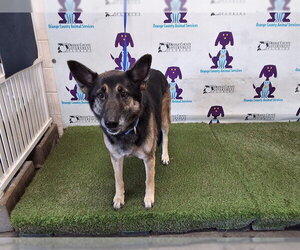 German Shepherd Dog Dogs for adoption in Orlando, FL, USA