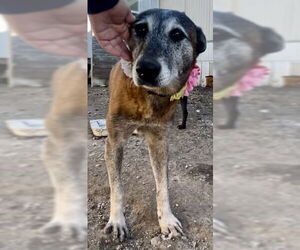 Honey - TX - PENDING ADOPTION - Female Mutt Dog for Adoption - Photo #5